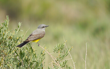 Fototapeta premium Western Kingbird in Colorado