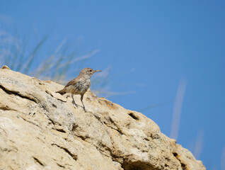 Rock Wren in Colorado
