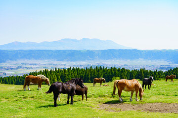 【熊本県】阿蘇カルデラ草原の放牧風景
