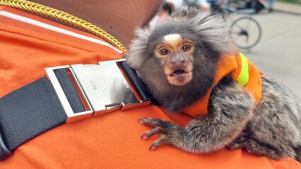 common marmoset monkey on a human shoulder