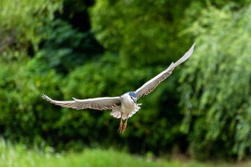 Birds Flying in the Sky