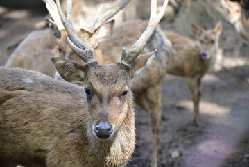 Deer in the forest, a Close up of Male Javan Deer, Rusa timorensis 