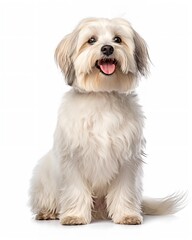 Havanese Dog Sitting