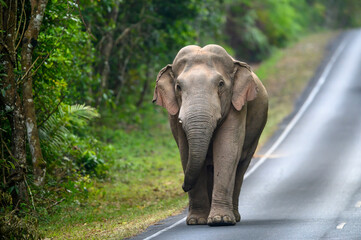 Asian wild elephant male without tusks - 611829878