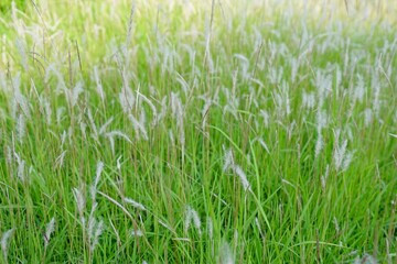 green grass background