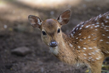 The chital, Axis axis, also known as spotted deer, chital deer, and axis deer, is a species of deer that is native to the Indian subcontinent include Indonesia