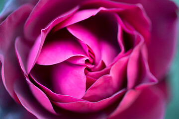 Fototapeta na wymiar 六月の赤いバラ