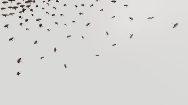 Cockroaches run out onto a white surface and fill its entire area.