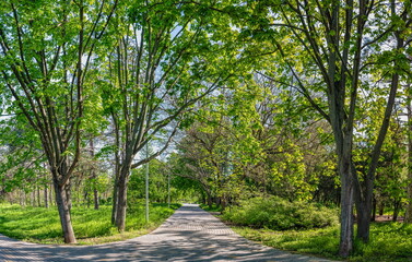 Trees and grass in the Victory park in Odessa, Ukraine.