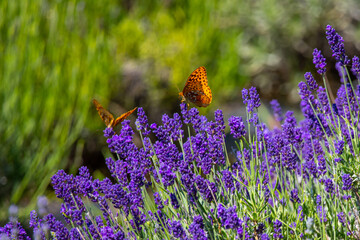 Butterfly in a lavender field