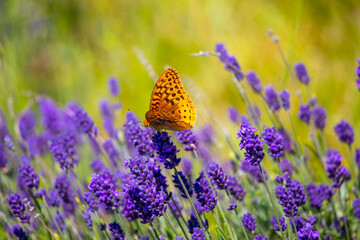 Butterfly in a lavender field - Powered by Adobe