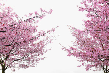 Blossoming Sakura trees against cloudy sky