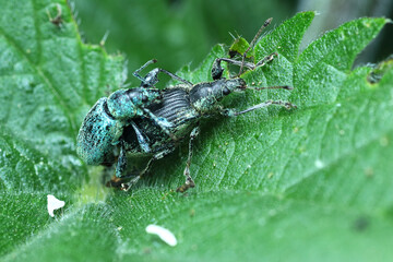 a pair of stinging nettles copulate
