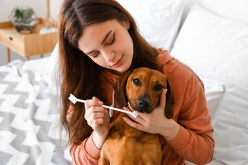 Young woman brushing teeth of her dachshund dog in bedroom, closeup