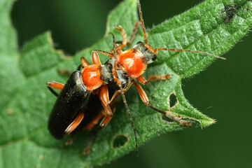 a pair of softflies copulate