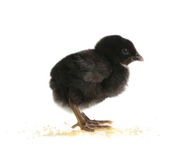 Cute little chick on white background