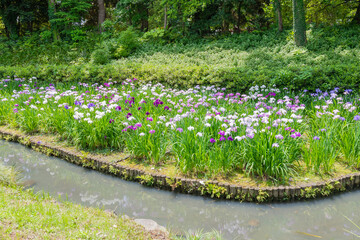 東京都江東区　花菖蒲が見頃の清澄庭園