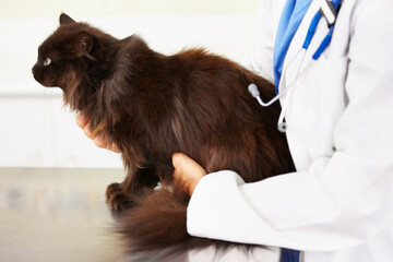 Hands, veterinarian or cat in veterinary clinic or animal healthcare table for checkup in nursing consultation. Medical test, doctor or sick pet or black Persian kitten in veterinary examination