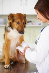 Veterinarian, bandage or dog at veterinary clinic in an emergency healthcare inspection or accident. Doctor, helping or injured rough collie pet or rescue puppy in medical examination for leg injury - obrazy, fototapety, plakaty