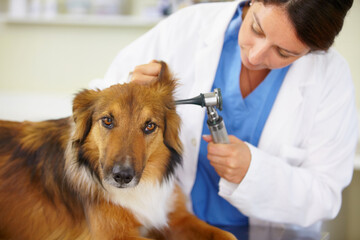 Doctor, ear test or dog at veterinary clinic for animal healthcare checkup inspection or nursing. Nurse, hearing problem or sick rough collie pet or rescue puppy in medical examination for help - obrazy, fototapety, plakaty