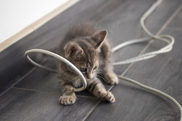 Beautiful picture of baby cat playing with a wire in the afternoon. Concept of pets.