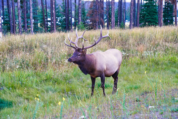 A Bull Elk with magnificient antlers near the town of Jasper in the Canada rockies, Cervus canadensis