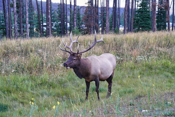 A Bull Elk with magnificient antlers near the town of Jasper in the Canada rockies, Cervus canadensis
