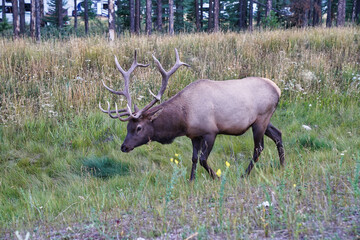 A Bull Elk with magnificient antlers near the town of Jasper in the Canada rockies, Cervus canadensis