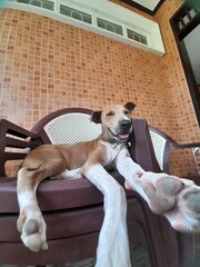 jack russell terrier