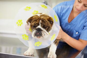 Cone, doctor or dog at vet clinic for animal healthcare checkup in nursing consultation or...