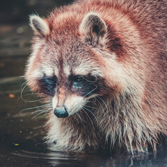 ein Waschbär bei der Lieblingstätigkeit