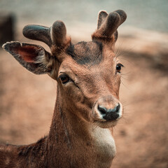 junger Hirsch in diesem schönen Portrait mit natur Farben