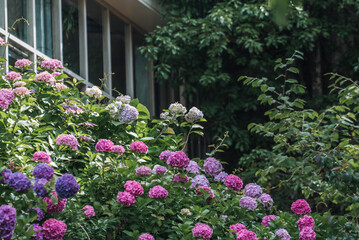 Fototapeta na wymiar 日本の植物園に咲く鮮やかな紫陽花