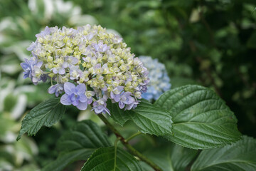 日本の植物園に咲く鮮やかな紫陽花