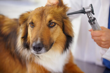 Hands of doctor, ear test or dog at veterinary clinic for animal healthcare checkup inspection or...