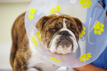 Cone, face or dog at vet clinic for animal healthcare check up in nursing consultation or...