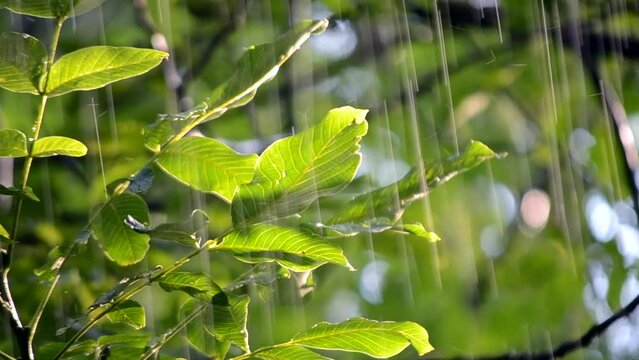 Rain. Heavy rain. Heavy rain dripping on big green leaves on sunny day. Drops of heavy rain hit leaves on tree branch on sunny day. Dripping. Natural rainfall. Natural background. Sunlight shining sun
