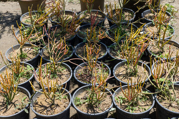 Fototapeta na wymiar Euphorbia tirucalli pencil cactus in small plastic pots