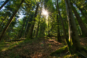 Col d'Urbeis in den Vogesen