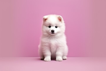 Fototapeta na wymiar a small white dog sitting on top of a pink floor next to a pink wall with a pink background and a pink wall behind it. generative ai