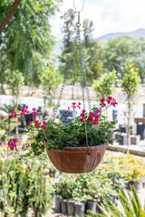 Fototapeta na wymiar Beautiful geranium ivy flowering plant in a hanging basket closeup