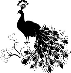 Peacock bird animal images