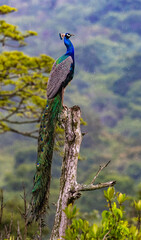 Indian Peafowl 