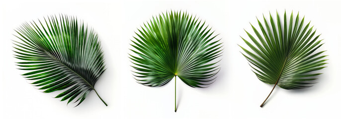 Collection of palm tree leaves isolated on white background, Generative AI