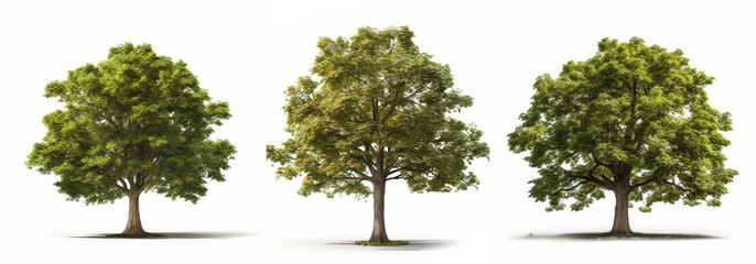 Collection of Acer tree isolated on white background, Generative AI