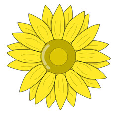 Fototapeta premium sunflower isolated on white background
