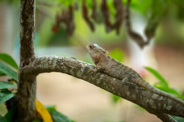 lizard on a tree