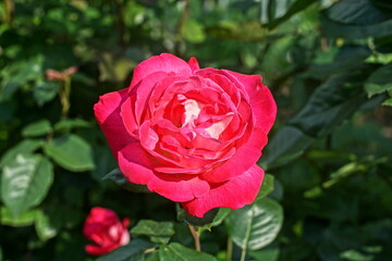 one romantic bright red big beautiful fresh rose among green leaves grows in the garden outdoors during the day