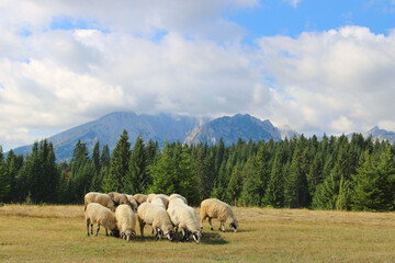 Obraz premium Herd of sheep grazing in the summer Montenegro mountains