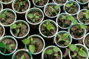 Close up of a Tamarillos tomatoes tree seedlings